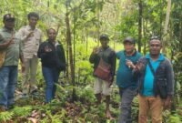 Foto. Dinas Perkebunan (Disbun) Kabupaten Fakfak bersama Dinas Tanaman Pangan, Hortikultura, dan Perkebunan (DTPHP) Provinsi Papua Barat memprospek kelompok penangkar baru Kra Gula di Kampung Werba, Distrik Fakfak Barat.