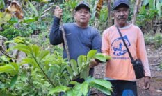 Strategi Baru Pemkab Fakfak Jaga Kualitas dan Harga Pala, Petani Didorong Panen Matang Sempurna