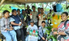 Gerak Cepat Jawab Aspirasi Reses DPRK, Dinas Perkebunan Fakfak Antar Bibit Pala Langsung ke Kebun Petani