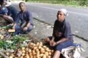 Kepala Distrik Kayauni, Jefri Hndom, SH., MM., turun langsung ke lapangan untuk memastikan proses panen.