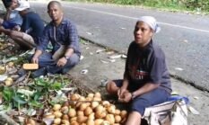 Pantau Panen di Kayauni, Kepala Distrik Kayauni Tegaskan Komitmen Jaga Mutu Pala Fakfak