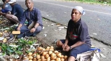 Kepala Distrik Kayauni, Jefri Hndom, SH., MM., turun langsung ke lapangan untuk memastikan proses panen.