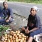 Kepala Distrik Kayauni, Jefri Hndom, SH., MM., turun langsung ke lapangan untuk memastikan proses panen.